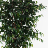 Bimë dekorative në vazo Banyan Inart jeshile D95x180cm