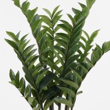 Bimë dekorative në vazo Zamia Inart jeshile D52x88cm