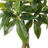 Bimë dekorative në vazo Pachira Inart jeshile D40x60cm